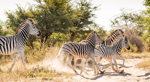 Gay Group Trip: South Africa Highlights Tour