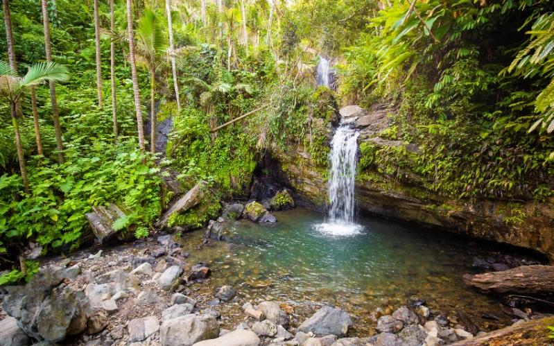 Timeless Puerto Rico: Culture, Coastlines and Canopies