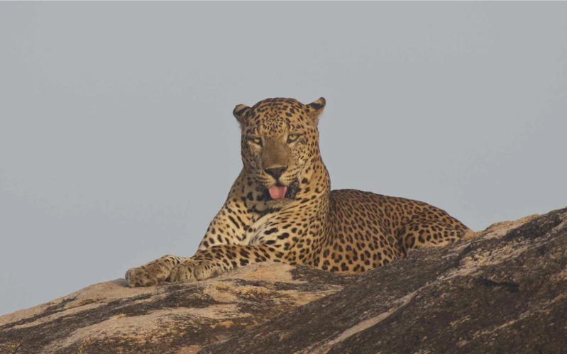 Day 7: Safari by Land & Water in Gal Oya National Park