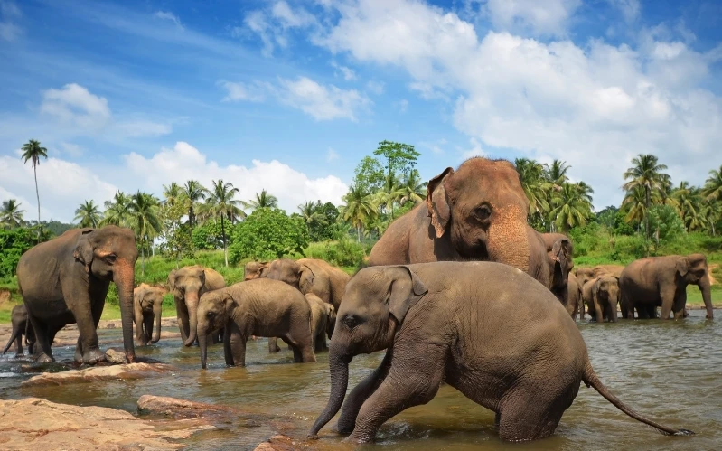 Sri Lanka Wildlife and Culture Tour