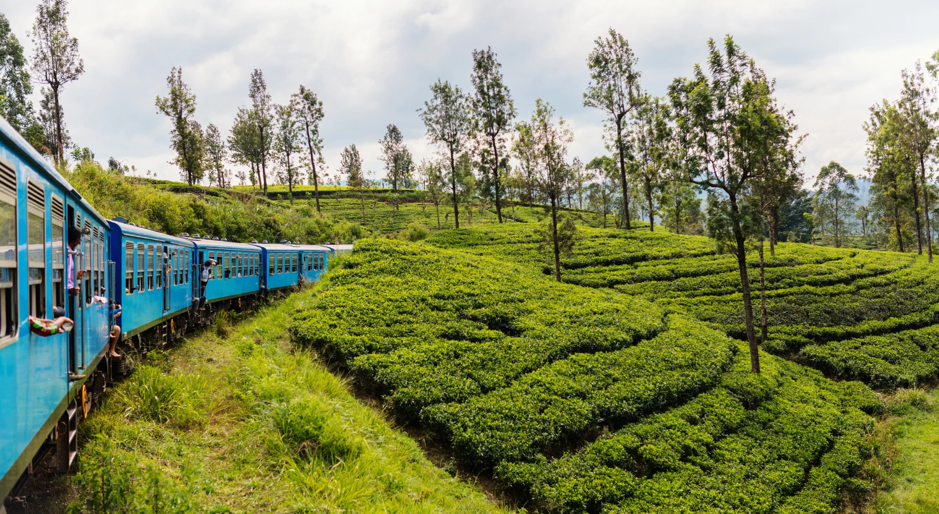 Day 4 Tea Country