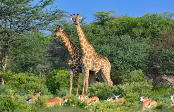 Deserts & Savannas Namibia Safari