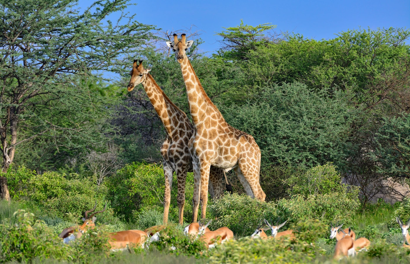 Deserts & Savannas Namibia Safari