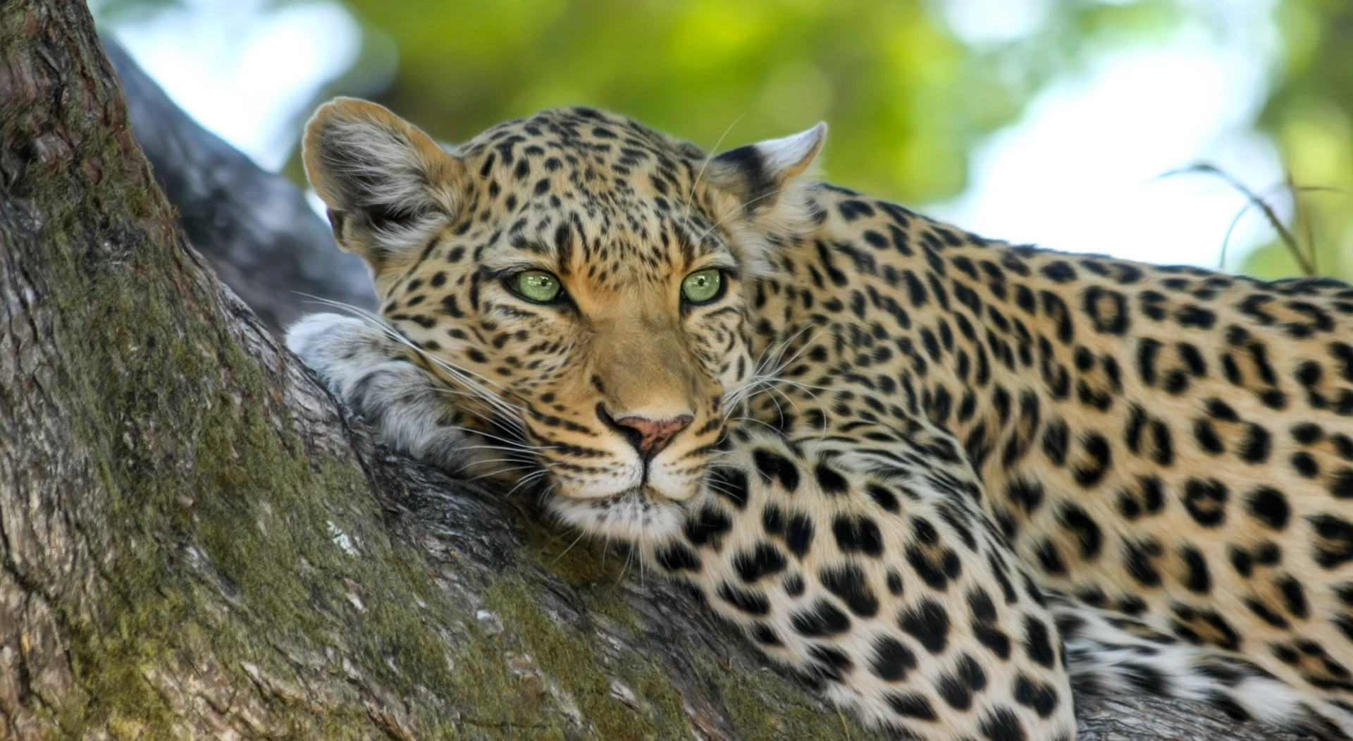 South Africa Information