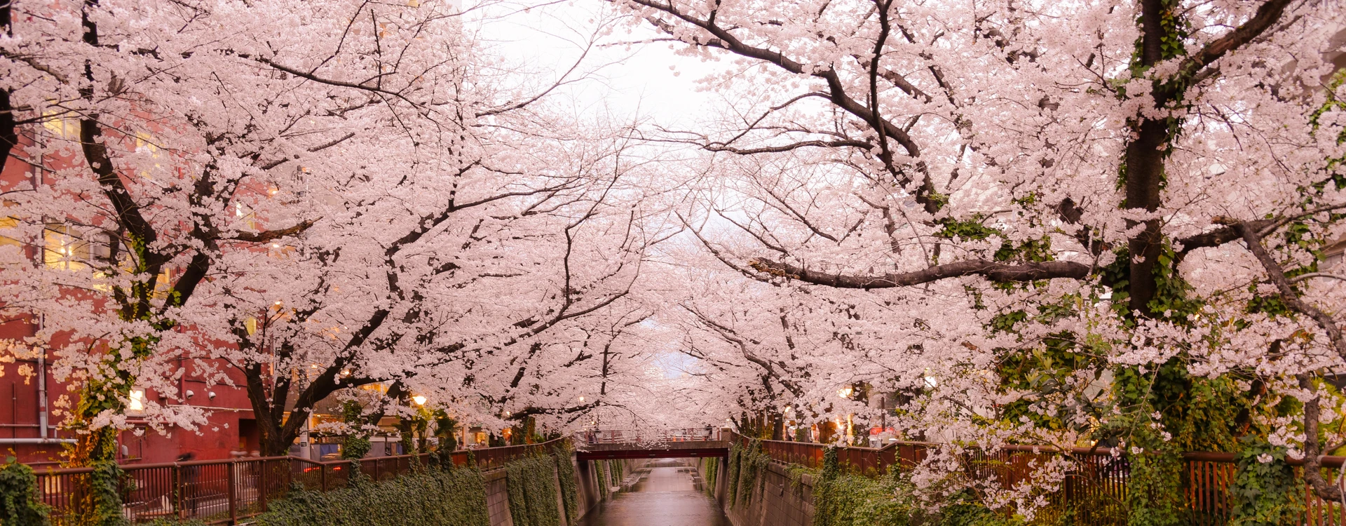 Cherry Blossom Tour of Japan