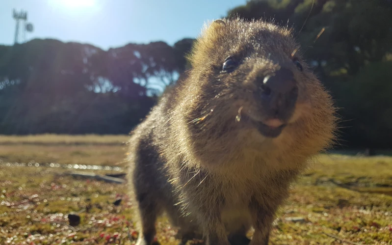 Western Australia: Wildlife and Wine Tour