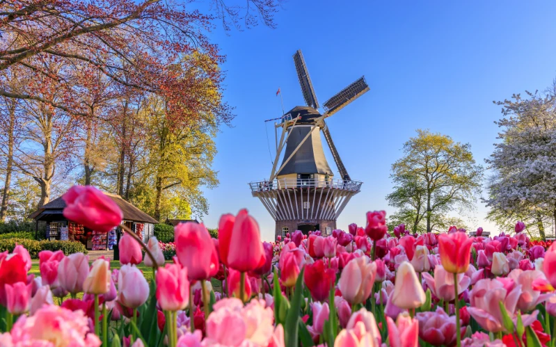 Classic Tour of The Netherlands