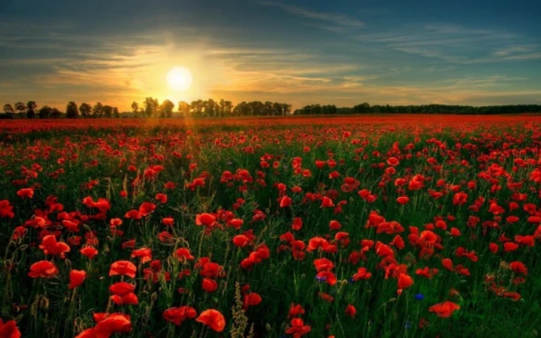Day 5: Ypres & Flanders Fields