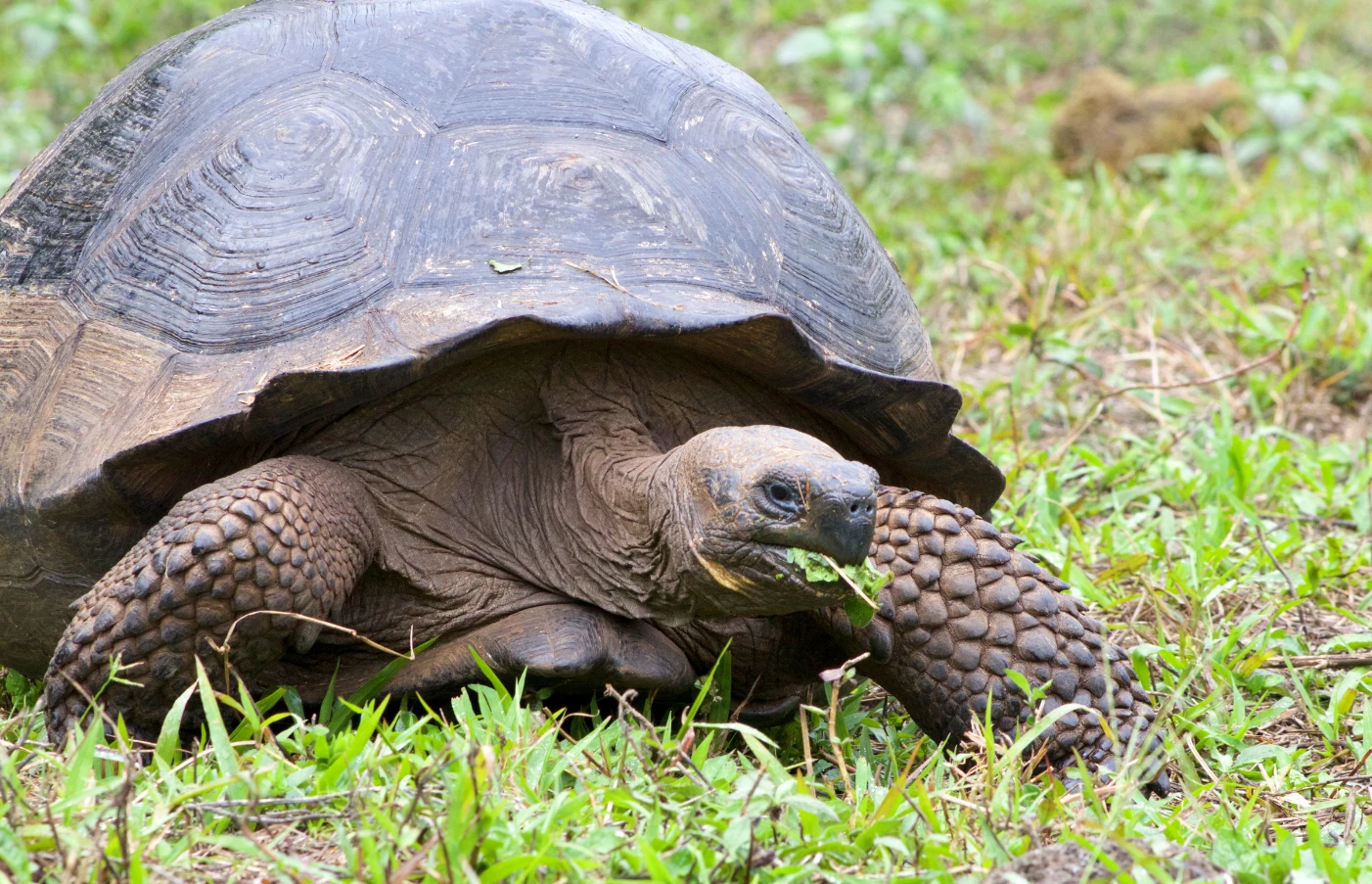 Gay Group Trip: Luxury Galapagos Cruise