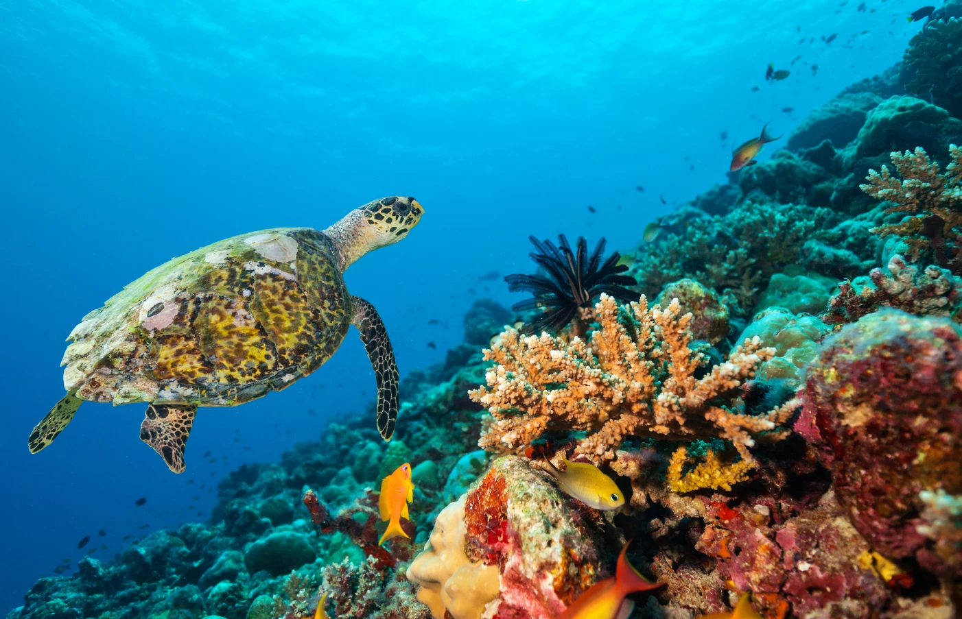 Beach and Reef Discoverer