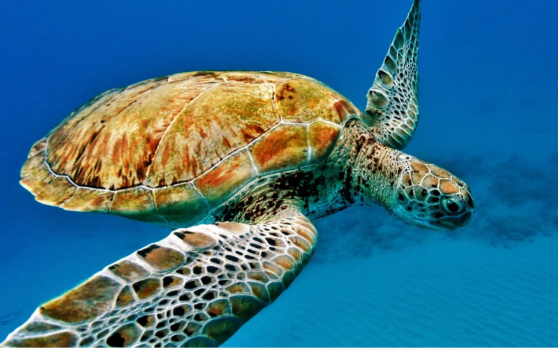 Caribbean Jewels: Barbados and Antigua