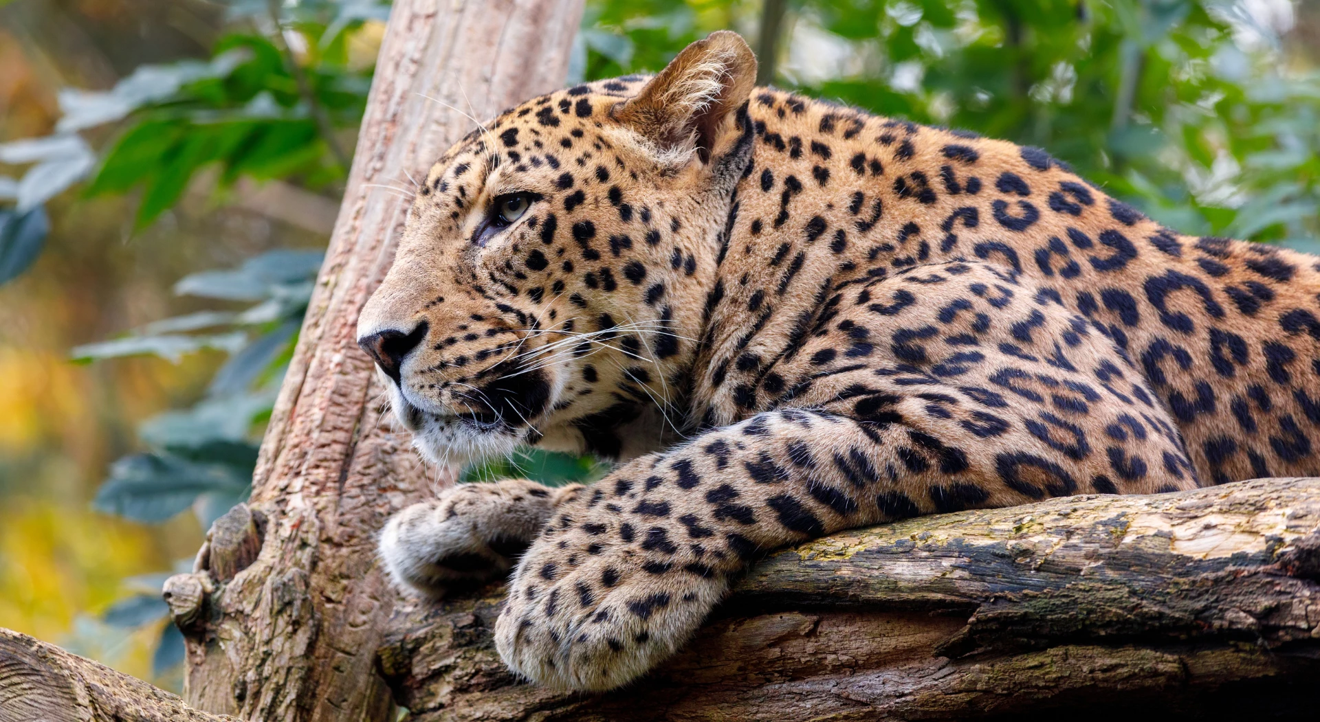 Sri Lanka Wildlife Encounter