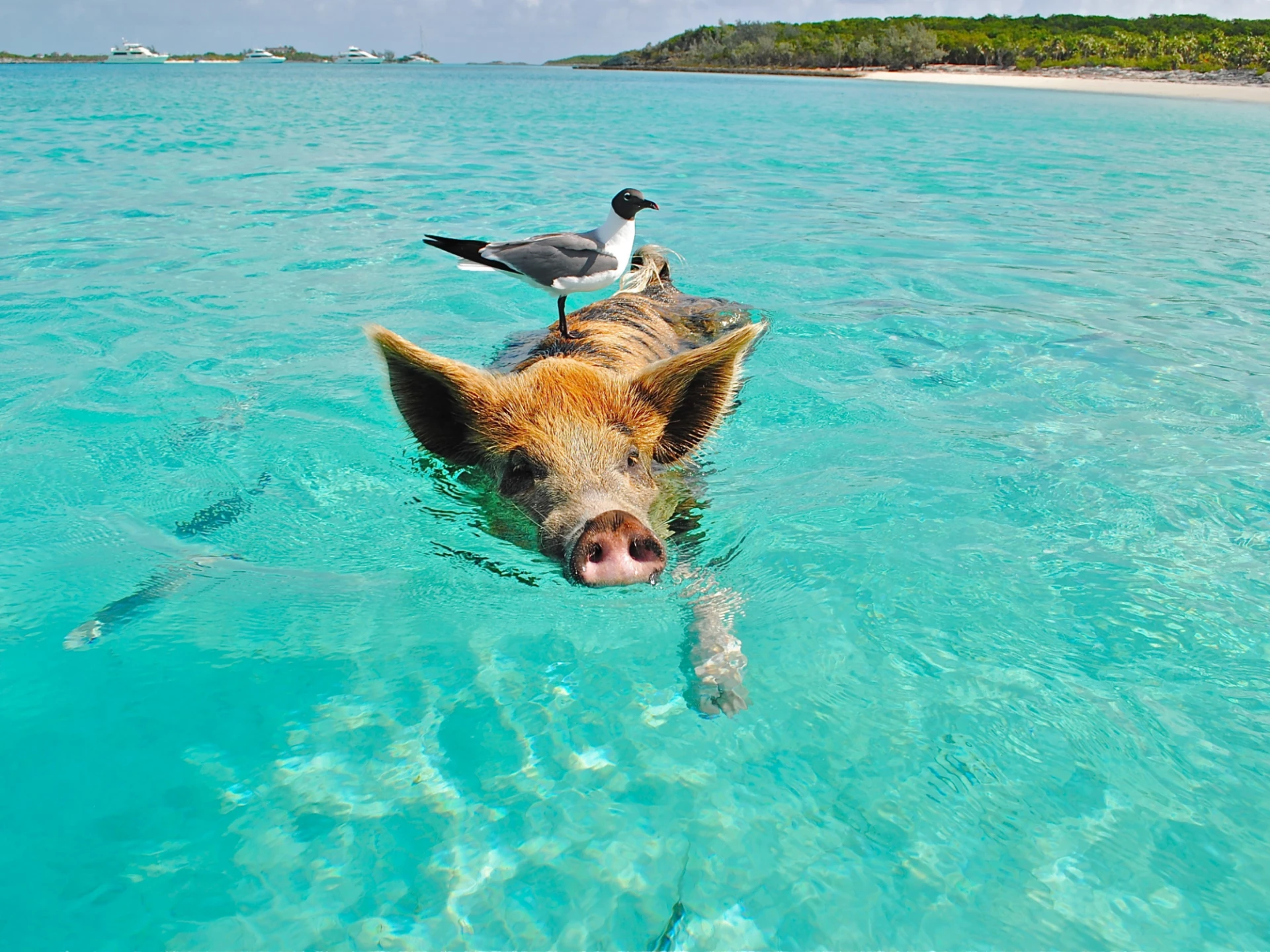 Luxury Bahamas vacations