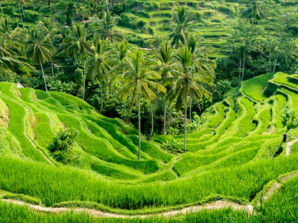 Gay Group Trip: Cultural Bali