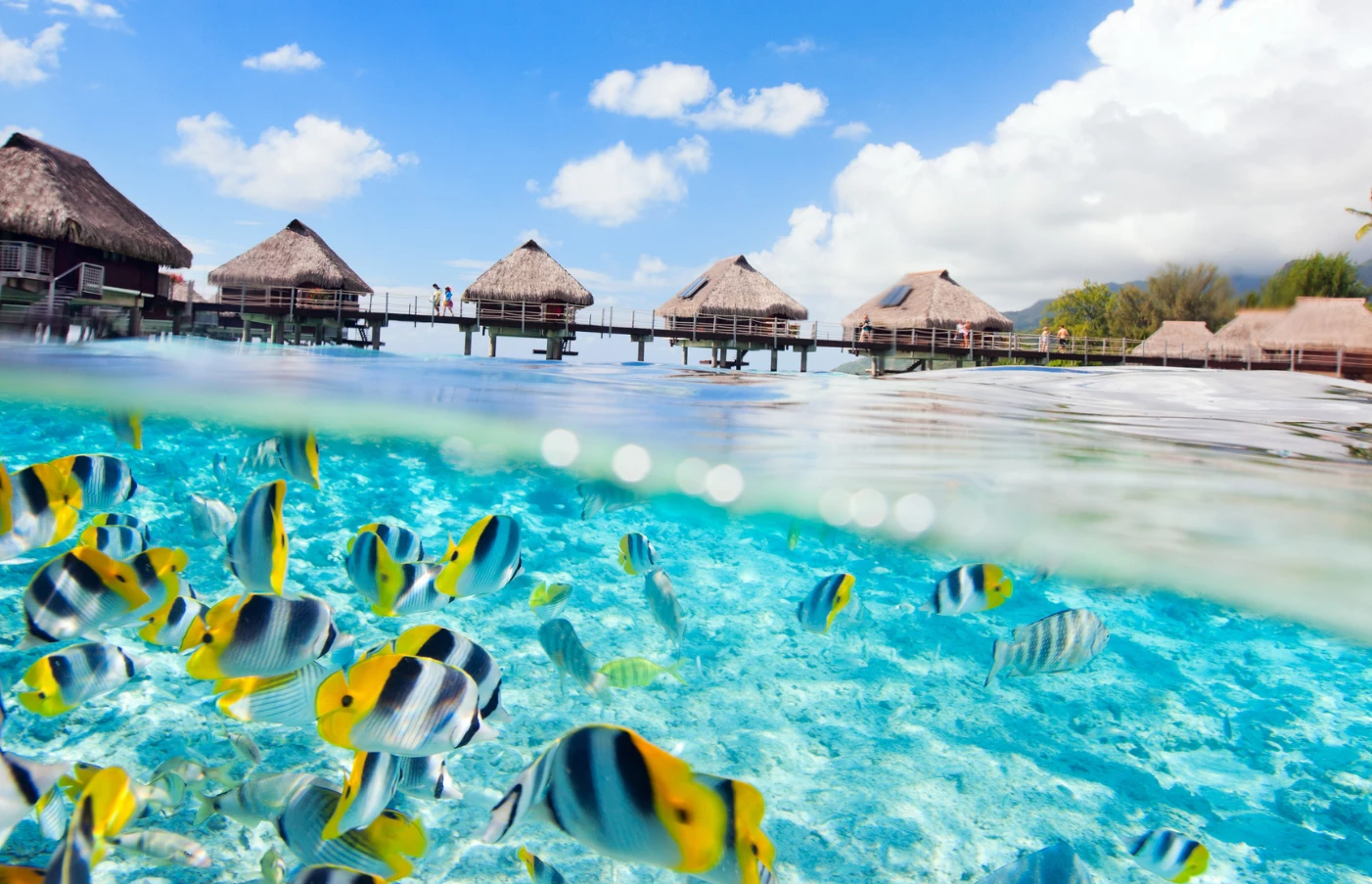 Beach and Reef Discoverer