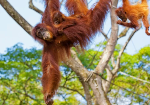 Luxury gay vacations in Borneo