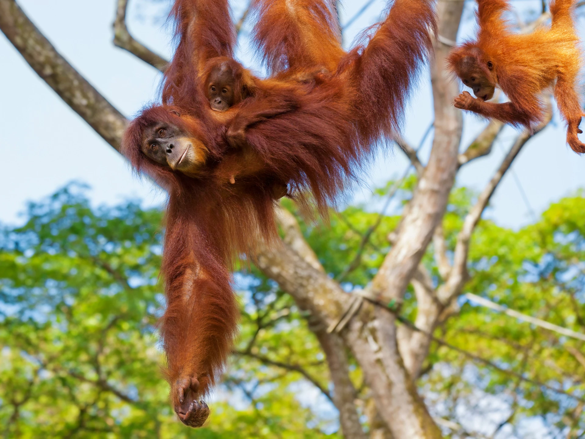 Luxury Borneo vacations