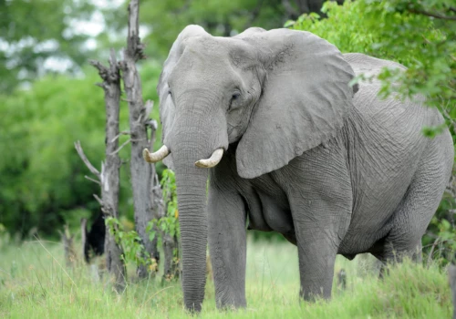 Luxury gay vacations in Botswana