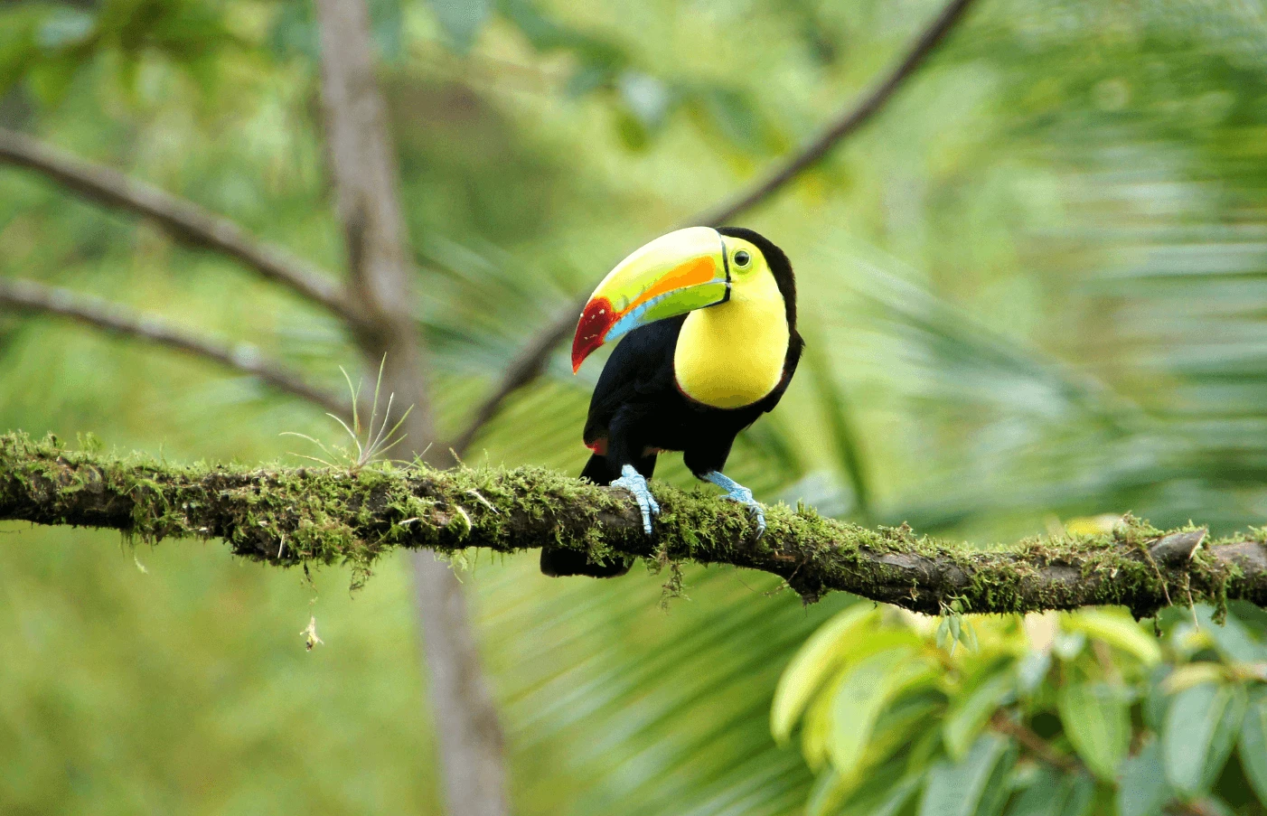 Costa Rica Family Escape