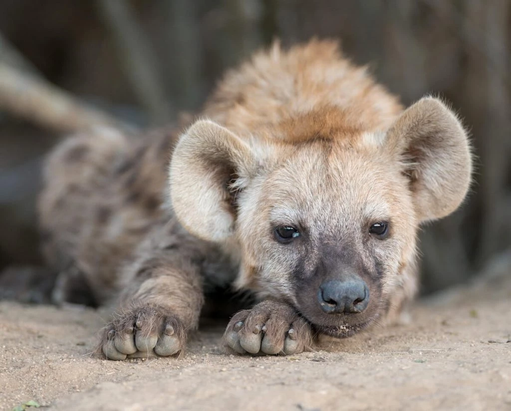 Kruger Shalati