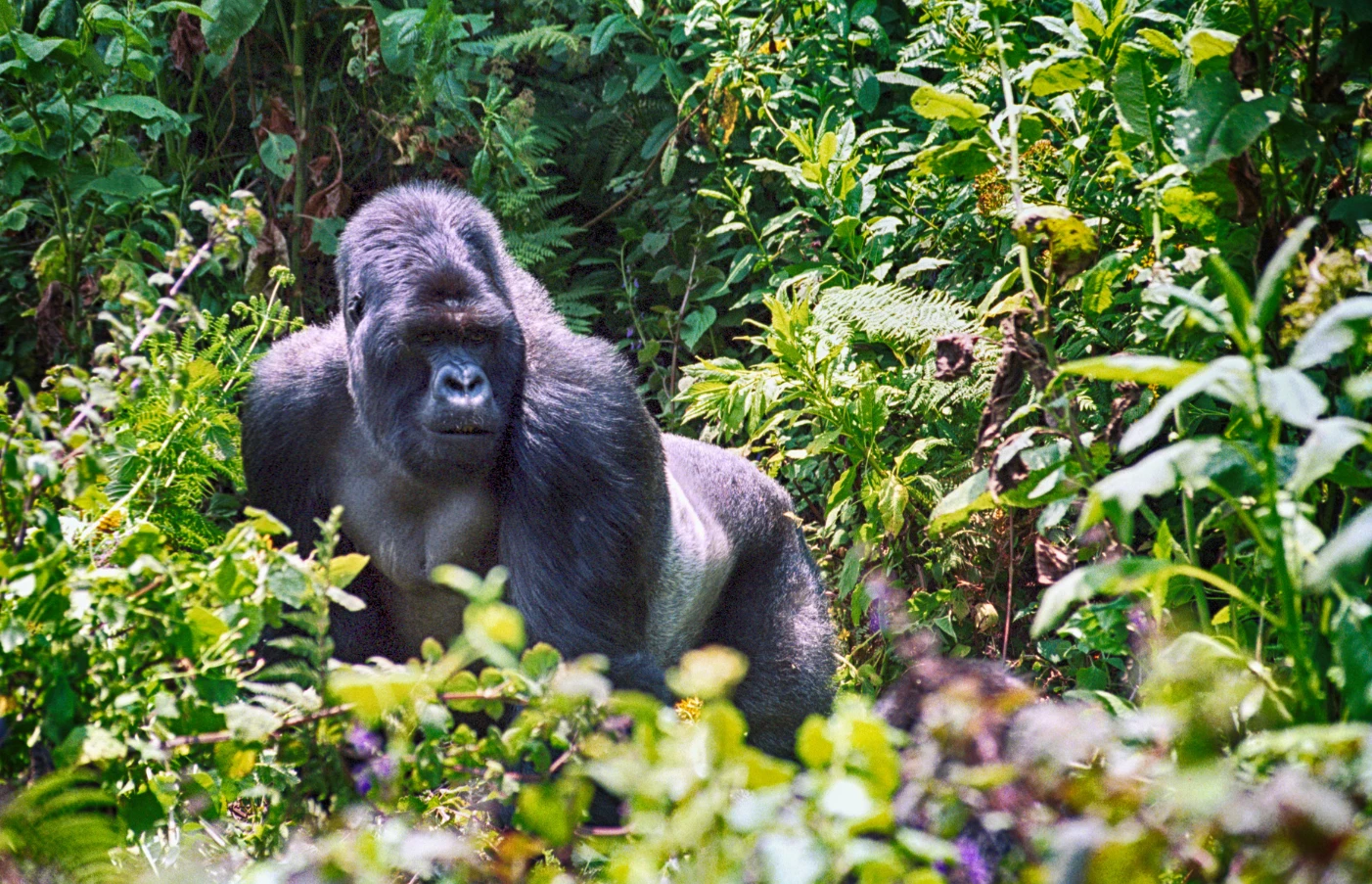 OPTIONAL - Day 14: Volcanoes National Park