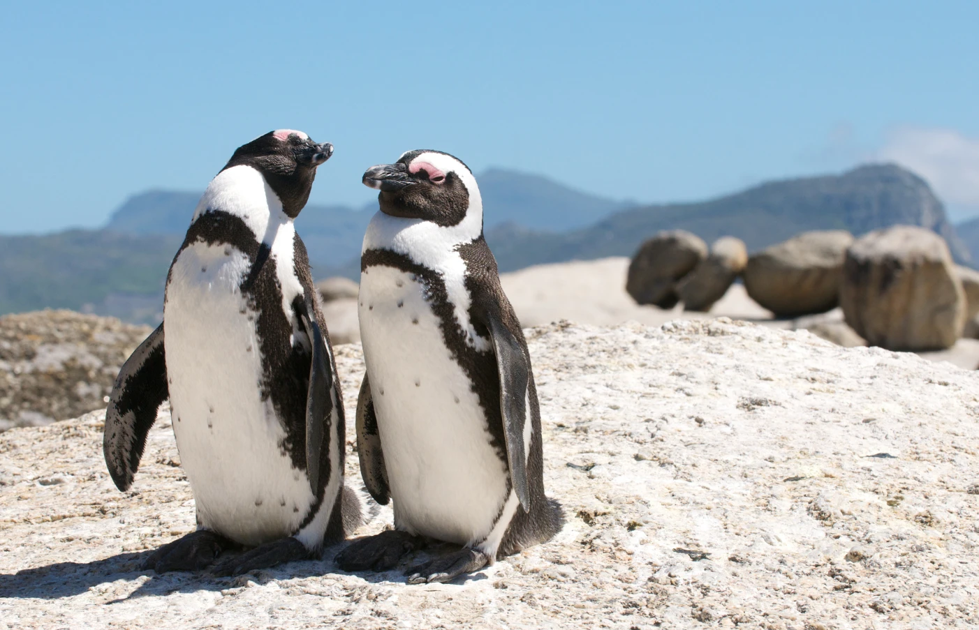 Day 3: Cape Peninsula