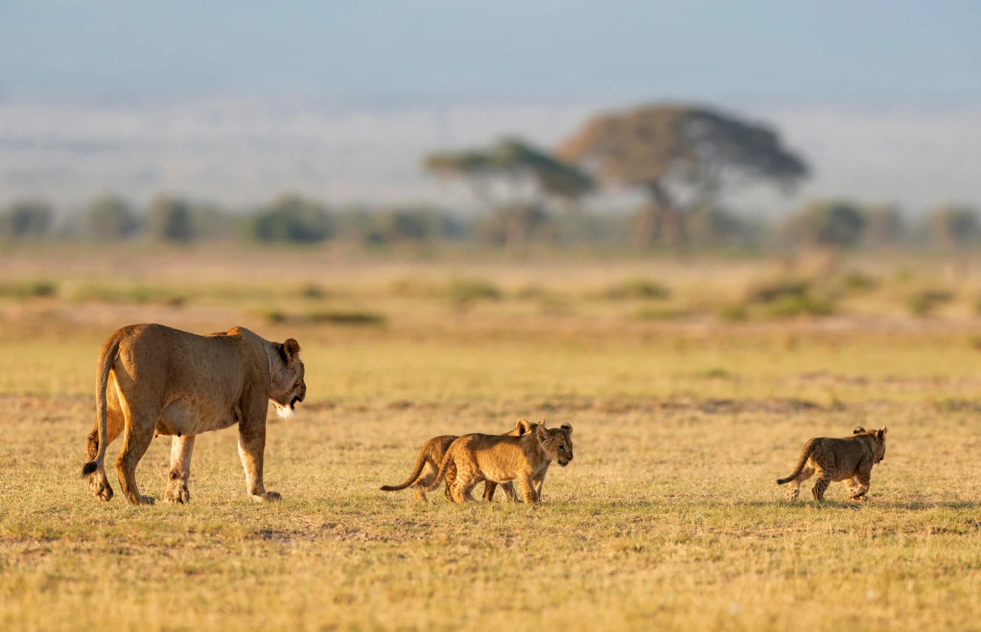 Day 4: Amboseli National Park