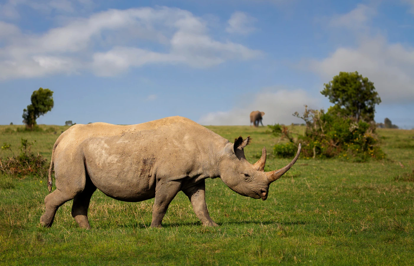 Day 5: Amboseli to Ol Pejeta Conservancy