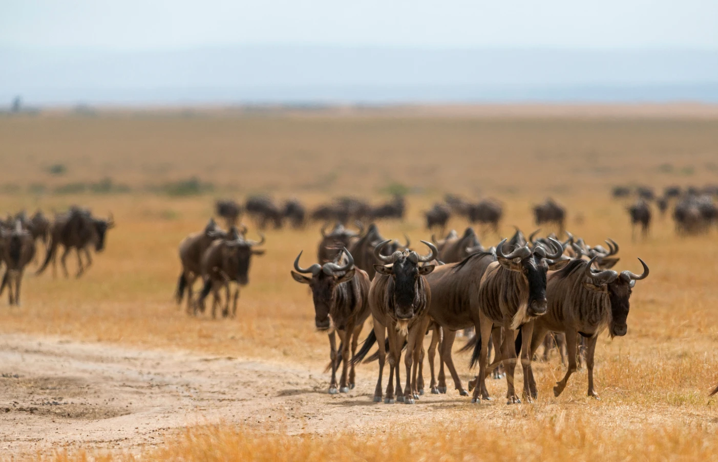 Day 8: Masai Mara Adventure