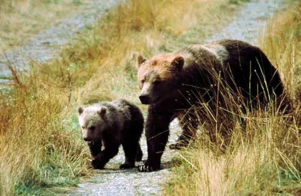Whales, Bears and Vancouver Island