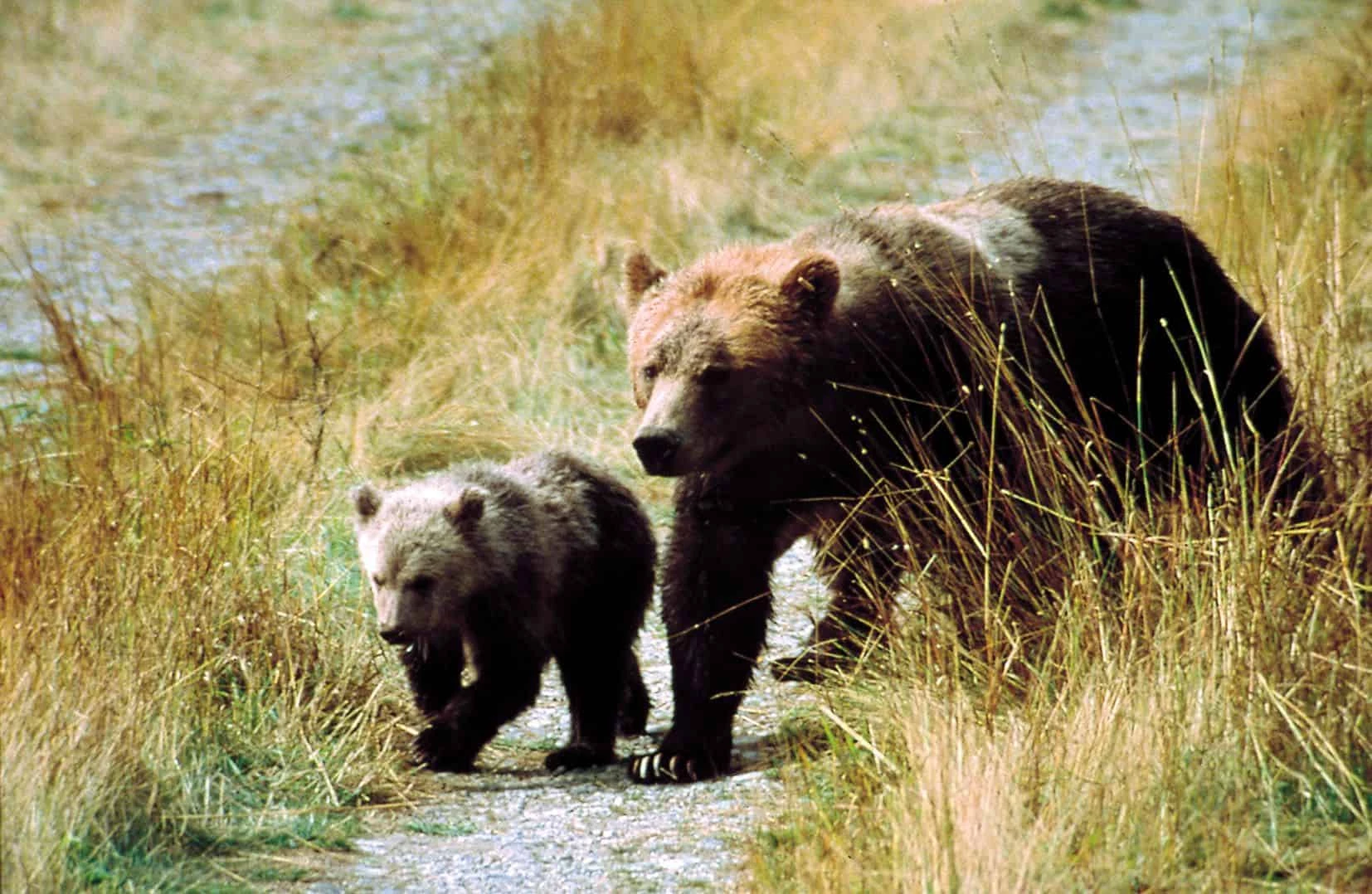 Whales, Bears and Vancouver Island