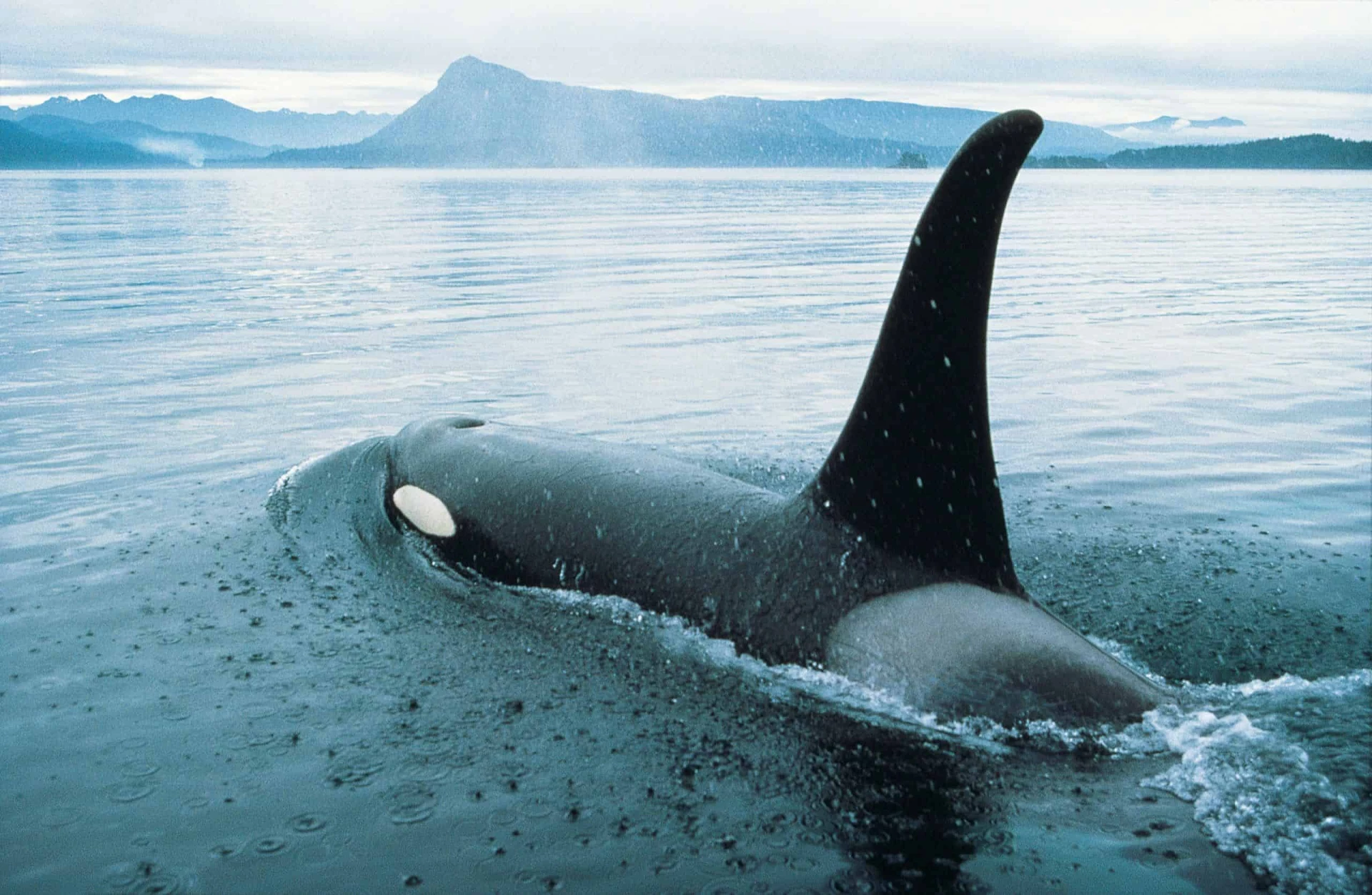 Whales, Bears and Vancouver Island
