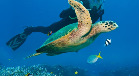 Australia’s Great Barrier Reef: Luxury Tours and Experiences