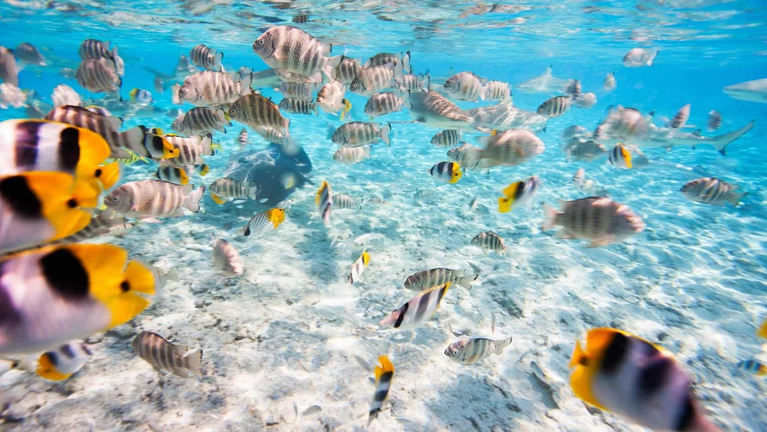 Four Seasons Resort Bora Bora