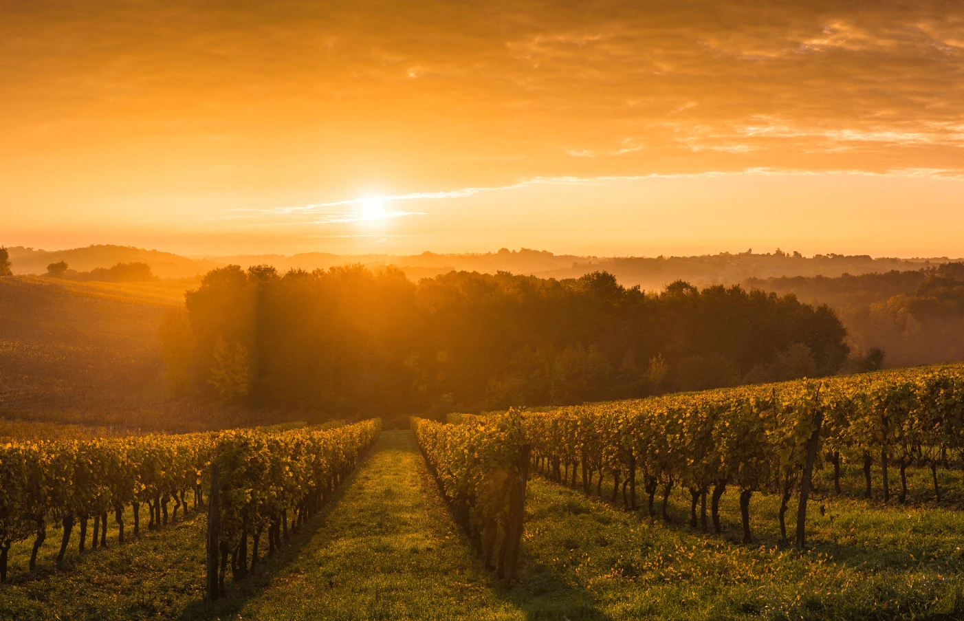 France: A Vineyard Voyage
