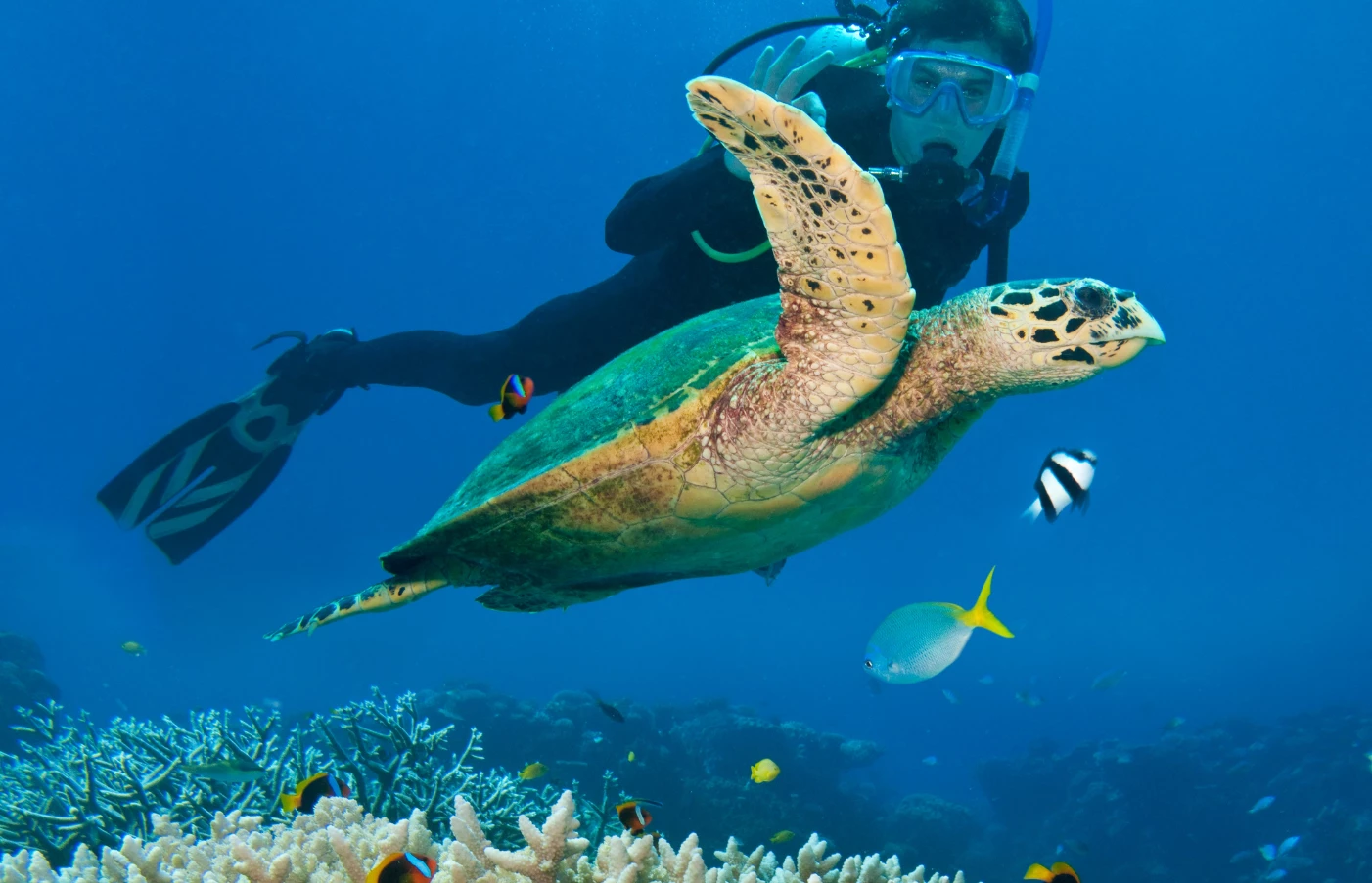 Great Barrier Reef Turtle