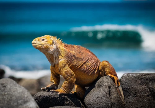Luxury gay vacations in The Galapagos