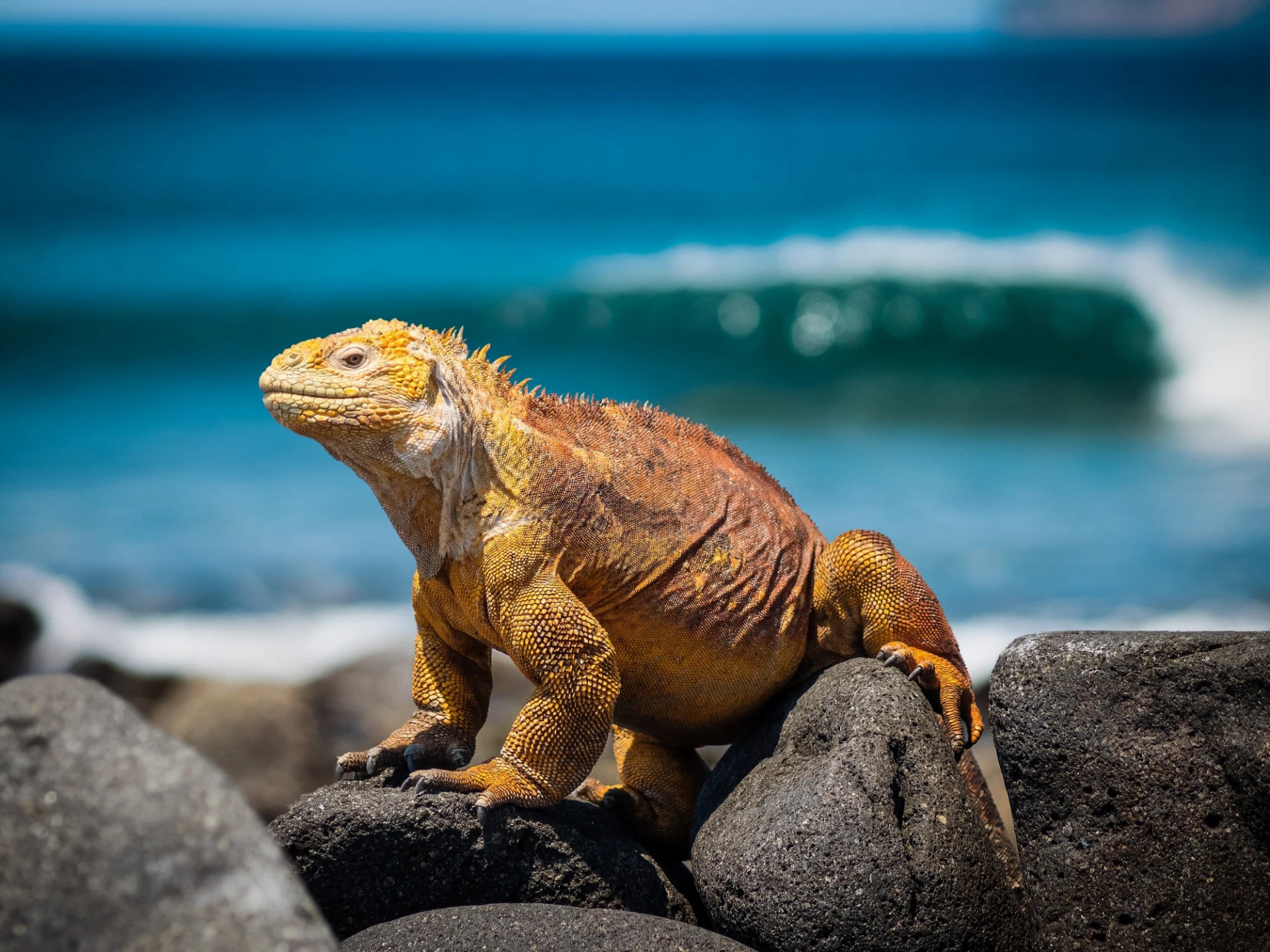 Luxury The Galapagos vacations