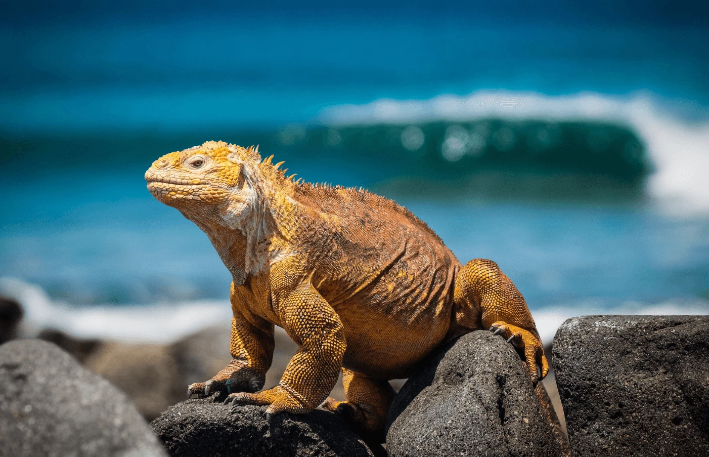 Gay Group Trip: Galápagos Expedition