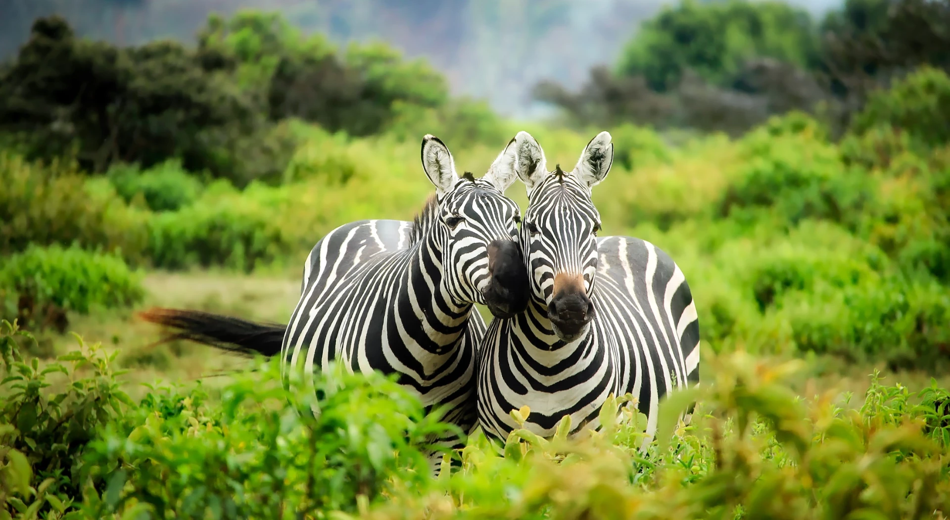 Kruger National Park and Johannesburg