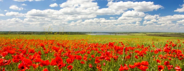 World War History Tour: The Netherlands, Belgium and France