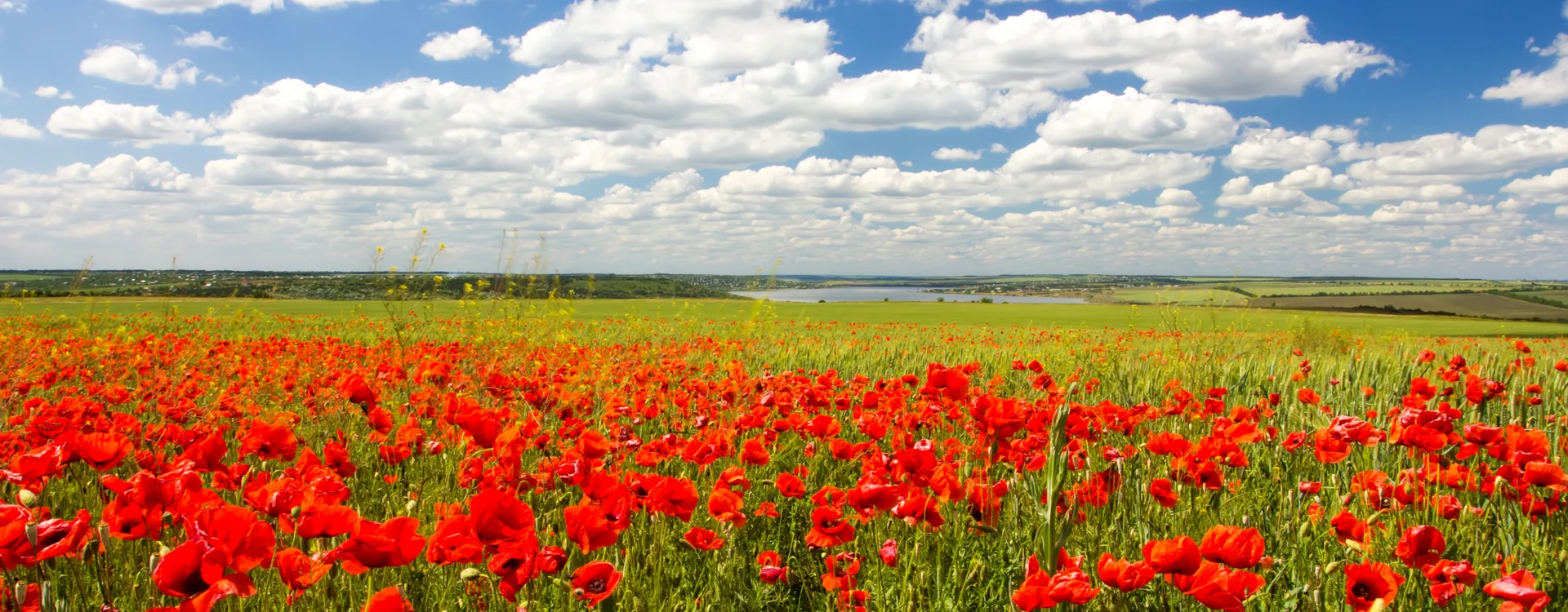 World War History Tour: The Netherlands, Belgium and France