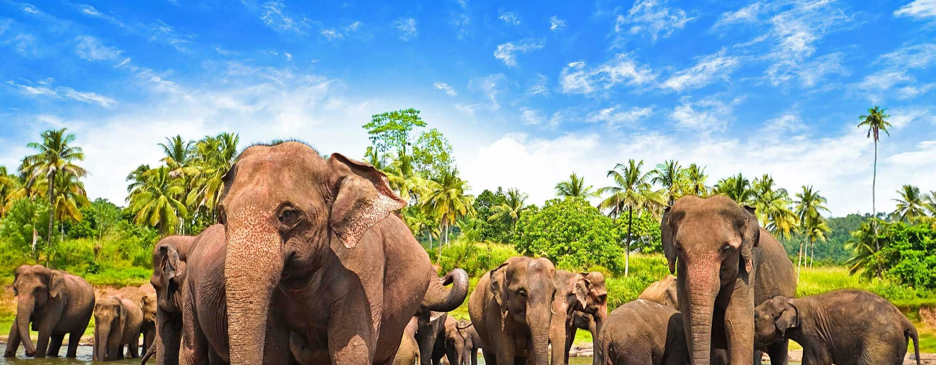 Sri Lanka Wildlife and Culture Tour