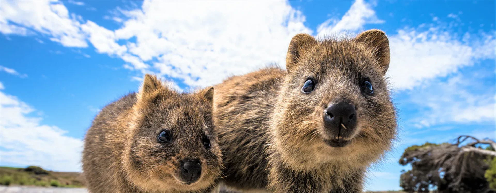 Western Australia: Wildlife and Wine Tour