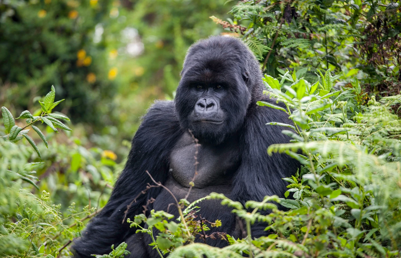 Gay Group Trip: Luxury Safari in Kenya
