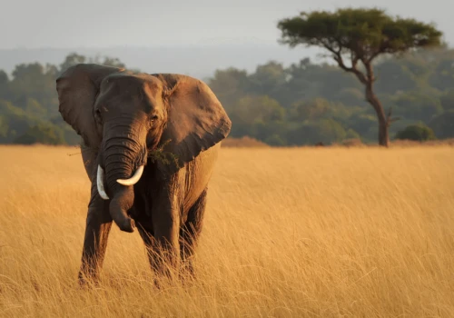 Luxury gay vacations in Kenya