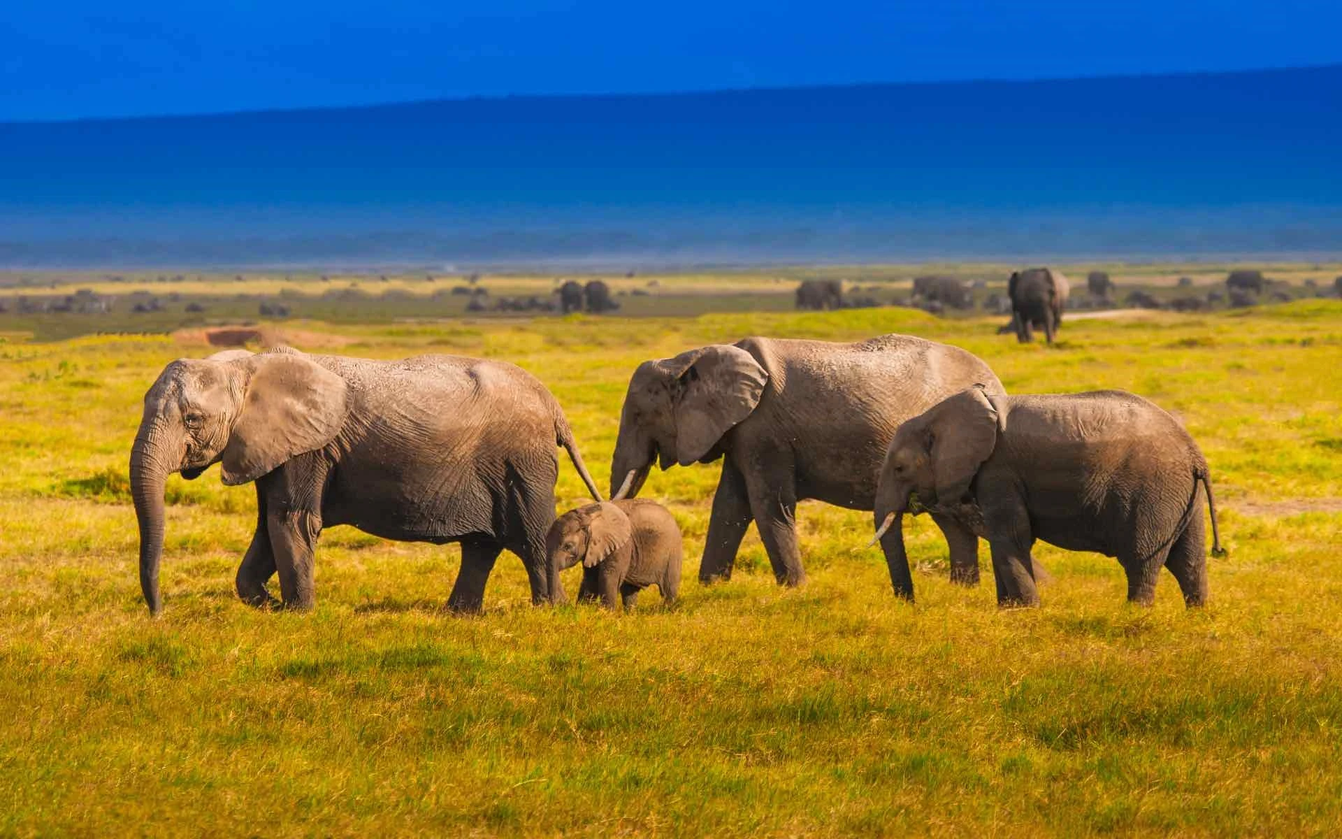 Gay Group Trip: Luxury Safari in Kenya