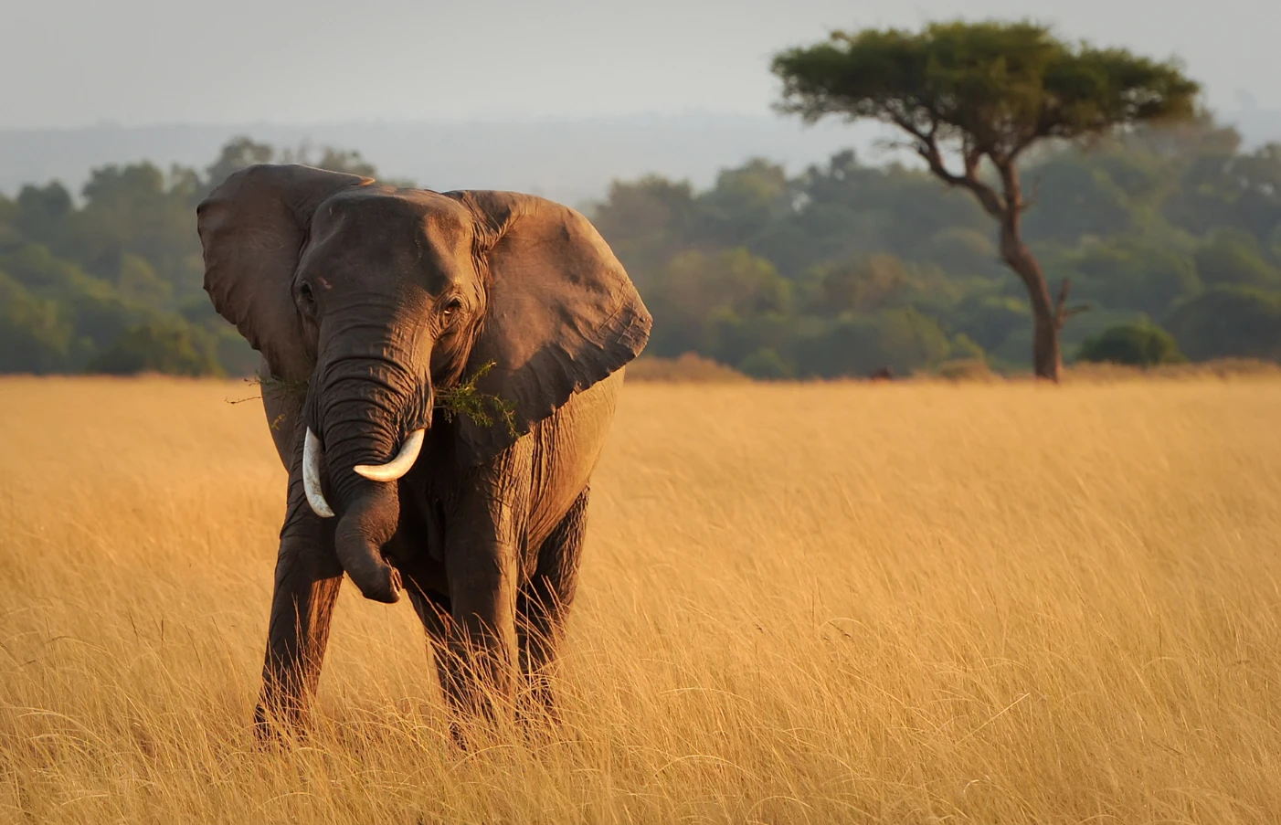 Luxury Kenya vacations