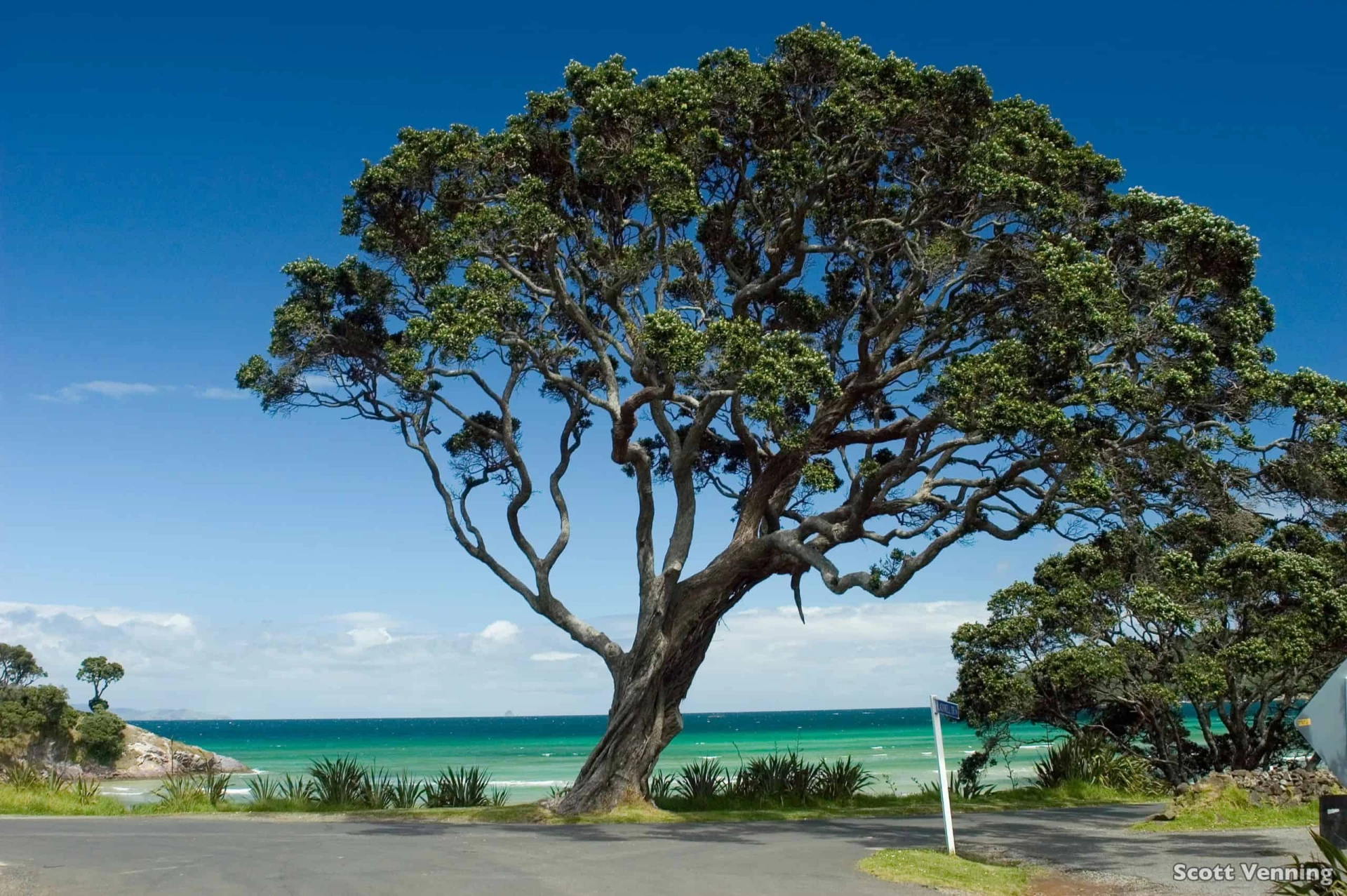 Day 1: Auckland