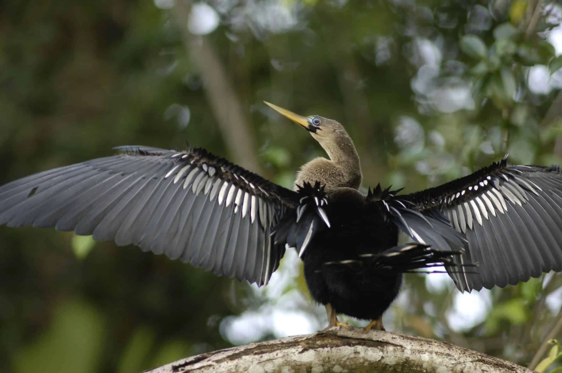 Day 5: Tortuguero to Turrialba